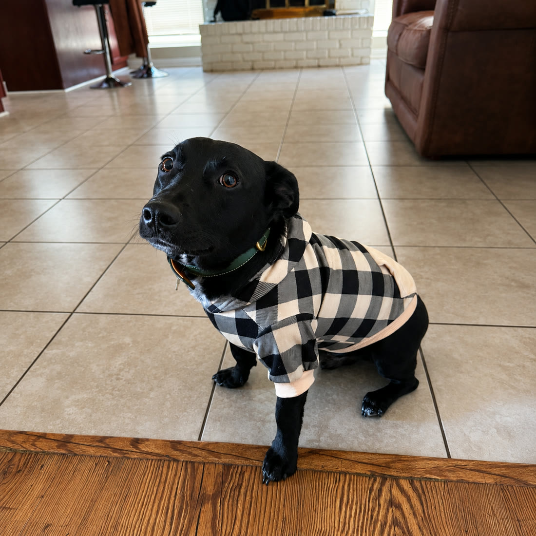 Bourbon, a black Lab × Dachshund, sitting in a plaid shirt