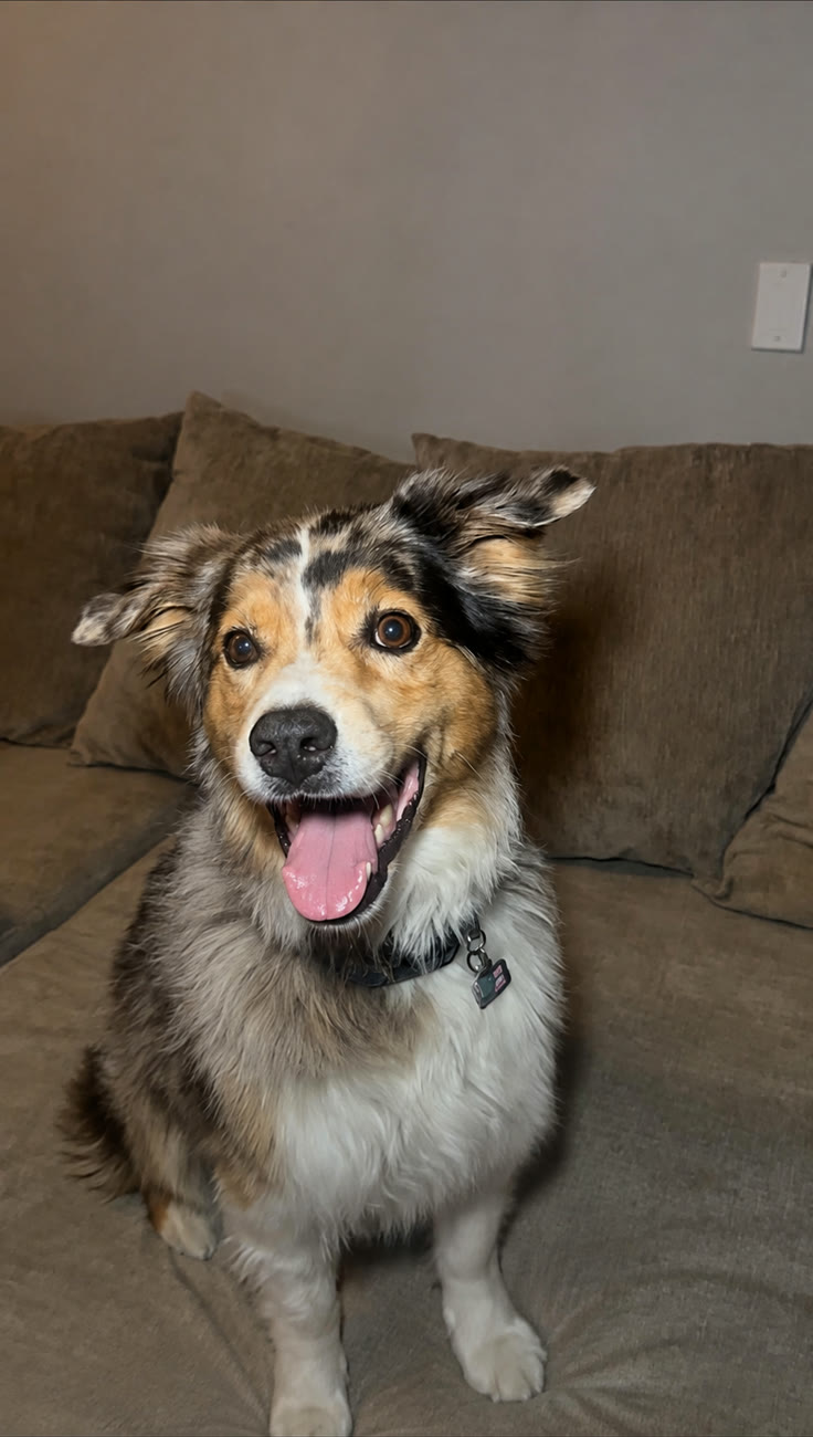 Jameson, a merle Australian Shepherd, smiling on the couch